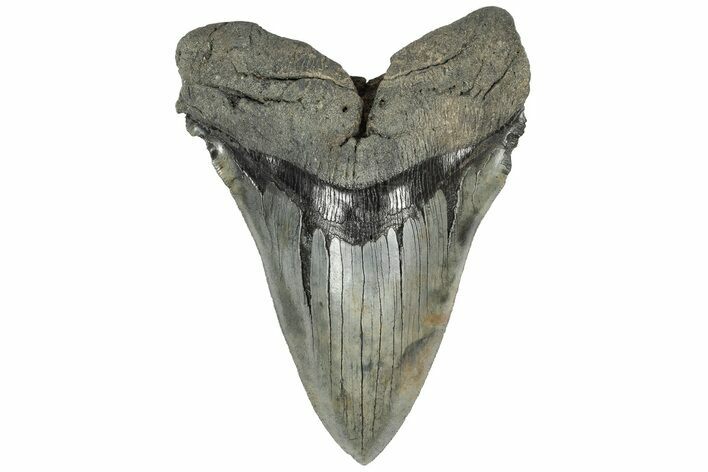 Huge, 5.81" Fossil Megalodon Tooth - Sharp Serrations